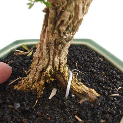 Room bonsai - Buxus harlandii - cork buxus - 2