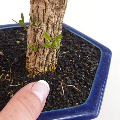 Room bonsai - Buxus harlandii - cork buxus - 2