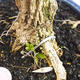 Room bonsai - Buxus harlandii - cork buxus - 2/5