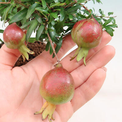 Indoor bonsai-PUNICA granatum nana-Pomegranate - 2