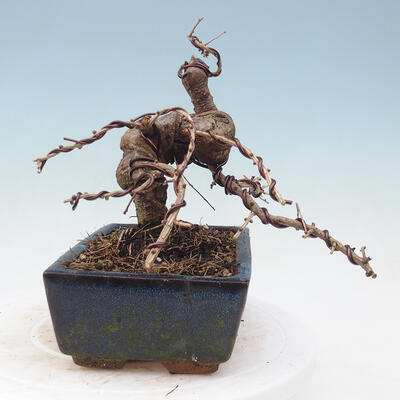 Outdoor bonsai -Larix decidua - Larch - 2