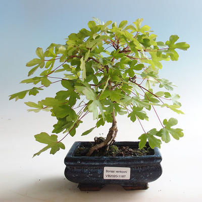 Outdoor bonsai-Acer campestre-Babyka maple - 2