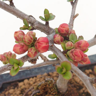 Outdoor bonsai - Chaenomeles spec. Rubra - Quince VB2020-187 - 2