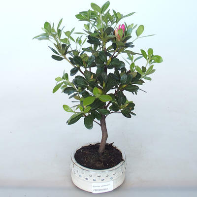 Outdoor bonsai - Rhododendron sp. - Pink azalea - 2