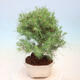 Indoor bonsai-Pinus halepensis-Aleppo pine - 2/4