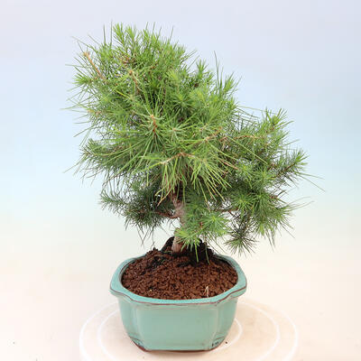 Indoor bonsai-Pinus halepensis-Aleppo pine - 2