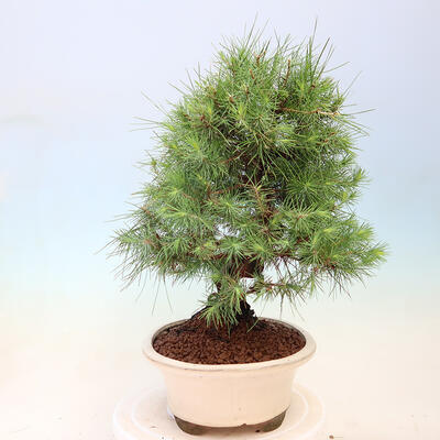 Indoor bonsai-Pinus halepensis-Aleppo pine - 2