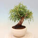 Indoor bonsai - Ficus nerifolia - small-leaved ficus - 2/4
