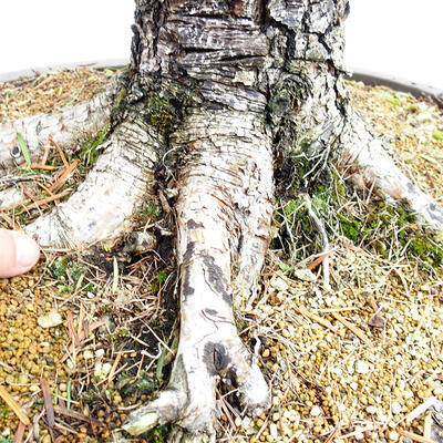 Outdoor bonsai Deciduous larch Larix decidua - 2