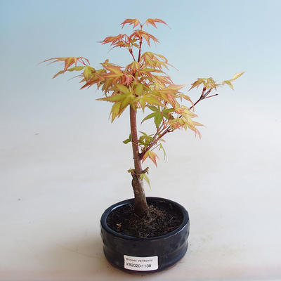 Outdoor bonsai - Acer palmatum Orange - 2