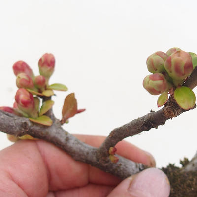 Outdoor bonsai - Chaenomeles spec. Rubra - Quince VB2020-190 - 2