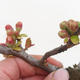 Outdoor bonsai - Chaenomeles spec. Rubra - Quince VB2020-190 - 2/3