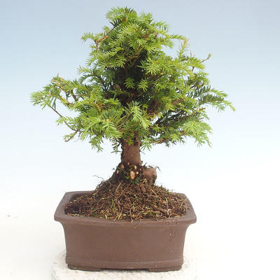 Outdoor bonsai - Taxus bacata - Red yew - 2