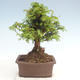 Outdoor bonsai - Taxus bacata - Red yew - 2/3
