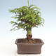 Outdoor bonsai - Taxus bacata - Red yew - 2/3