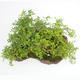 Room bonsai - Ulmus parvifolia - Malolistý elm - 2/5