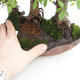Room bonsai - Ulmus parvifolia - Malolistý elm - 2/5