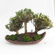 Room bonsai - Buxus harlandii - cork buxus - 2/5