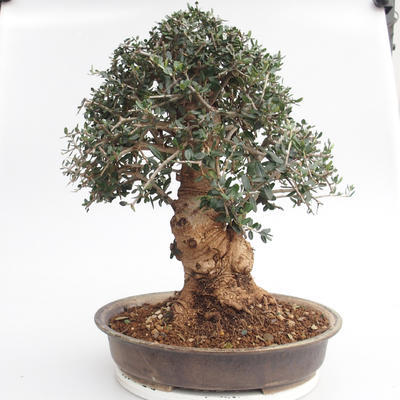 Room bonsai - Olea europaea sylvestris - Olive European bacilli - 2