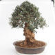 Room bonsai - Olea europaea sylvestris - Olive European bacilli - 2/6