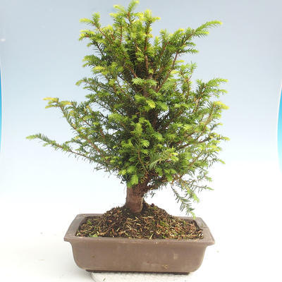 Outdoor bonsai - Taxus bacata - Red yew - 2