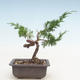 Outdoor bonsai - Juniperus chinensis Itoigawa-Chinese juniper - 2/3