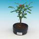 Room bonsai-PUNICA granatum nana-Pomegranate - 2/4
