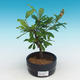 Room bonsai-PUNICA granatum nana-Pomegranate - 2/4