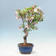 Outdoor bonsai -Malus Halliana - fruited apple - 2/5