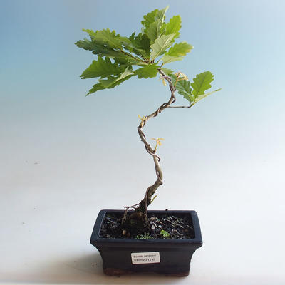 Outdoor bonsai-Quercus robur-Summer oak - 2