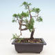 Outdoor bonsai - Juniperus chinensis Itoigawa-Chinese juniper - 2/3