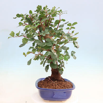 Room bonsai - Rohovnik obecny, svatojansky bread-Ceratonia sp. - 2