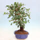 Room bonsai - Rohovnik obecny, svatojansky bread-Ceratonia sp. - 2/5