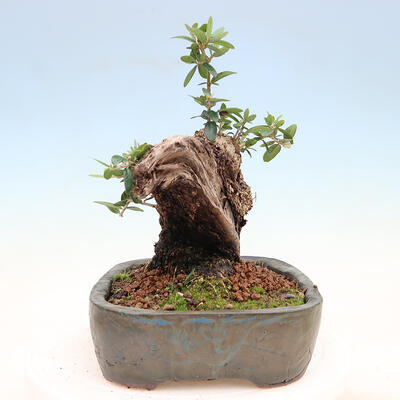 Indoor bonsai - Olea europaea sylvestris - Small-leaved European olive - 2