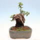 Indoor bonsai - Olea europaea sylvestris - Small-leaved European olive - 2/7