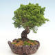 Outdoor bonsai - Juniperus chinensis Itoigawa-Chinese juniper - 2/6
