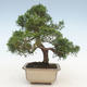 Outdoor bonsai - Juniperus chinensis - Chinese juniper - 2/5