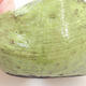 Ceramic shell 7 x 7 x 5 cm, color green - 2/3