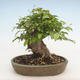 Outdoor bonsai -Carpinus CARPINOIDES - Korean Hornbeam - 2/3