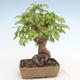 Outdoor bonsai -Carpinus CARPINOIDES - Korean Hornbeam - 2/5