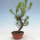 Outdoor bonsai - Pinus Sylvestris - Scots pine - 2/2