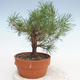 Outdoor bonsai - Pinus Sylvestris - Scots pine - 2/3