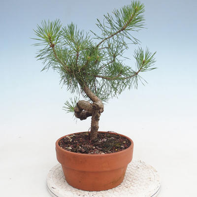 Outdoor bonsai - Pinus Sylvestris - Scots pine - 2