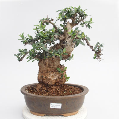Room bonsai - Olea europaea sylvestris - Olive European bacilli - 2