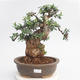 Room bonsai - Olea europaea sylvestris - Olive European bacilli - 2/6