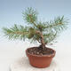 Outdoor bonsai - Pinus Sylvestris - Scots pine - 2/4