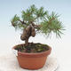 Outdoor bonsai - Pinus Sylvestris - Scots pine - 2/2