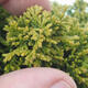 Outdoor bonsai - Pea-bearing Cypress - Chamacyparys pisifera TSUKUMO - 2/2