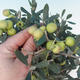 Room bonsai - Olea europaea - European Oliva - 2/6