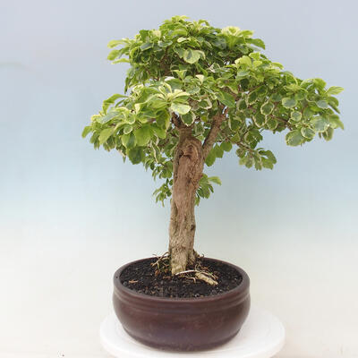 Indoor bonsai - Duranta erecta Aurea - 2